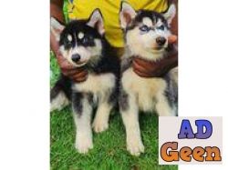 Siberian Husky blue eyes pups come with KCI papers and microchip whatsaap 8019630452